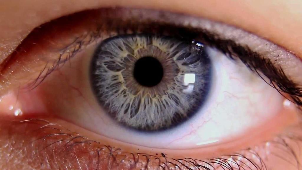 Também chamados de globos oculares ou bulbos do olho; Responsáveis pelo sentido