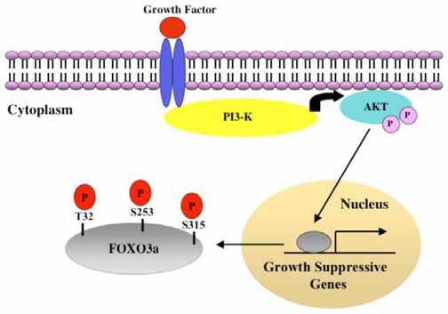 18 Na ausência de fatores de crescimento, as proteínas FOXO operam no núcleo e estão envolvidas em vários processos, como bloqueio do ciclo celular em G1 ou G2, reparo do DNA, diferenciação celular e