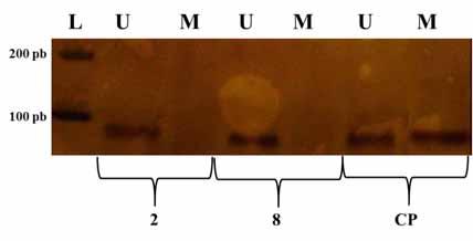 41 Figura 10. Gel de poliacrilamida a 8% evidenciando o padrão de bandas do gene FOXO3 após a técnica de MSP- PCR.