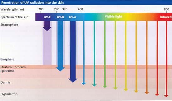 Figura 6 - Penetração da radiação UV através da pele Adaptado de [67]. 2.3.