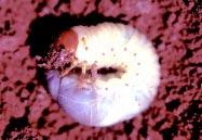 Danos severos em soja, causados Fotos O coró encontra ambiente favorável ao seu crescimento no sistema de plantio direto Coró-da-pastagem (Diloboderus abderus) Galerias verticais de corós