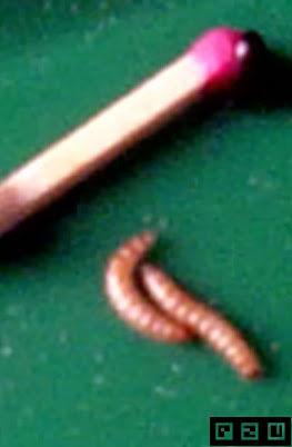 Larvas 1 a 10 mm, e chegam a permanecer nesse estagio por até 2 meses.