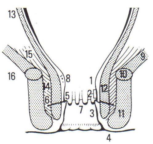 12 8. plexo hemorroidário interno c) Musculatura do Assoalho Pélvico 9. músculo elevador do ânus (assoalho pélvico) 10. músculo pubo-retal 11. músculo esfíncter externo do ânus d)tubo Intestinal 12.