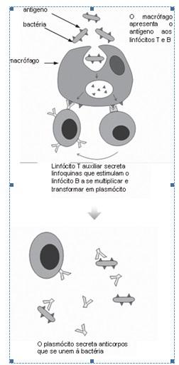 Linfócitos T auxiliares: Depois de ter fagocitado o micróbio invasor, o macrófago passa a circular pelo sangue e pela linfa, levando aderida a sua membrana algumas proteínas (antígenos) do invasor.