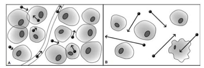 16 alterações arquiteturais na proporção das moléculas de água extracelulares para intracelulares vai alterar a intensidade de sinal da difusão e do coeficiente de difusão aparente (ADC) dos tecidos