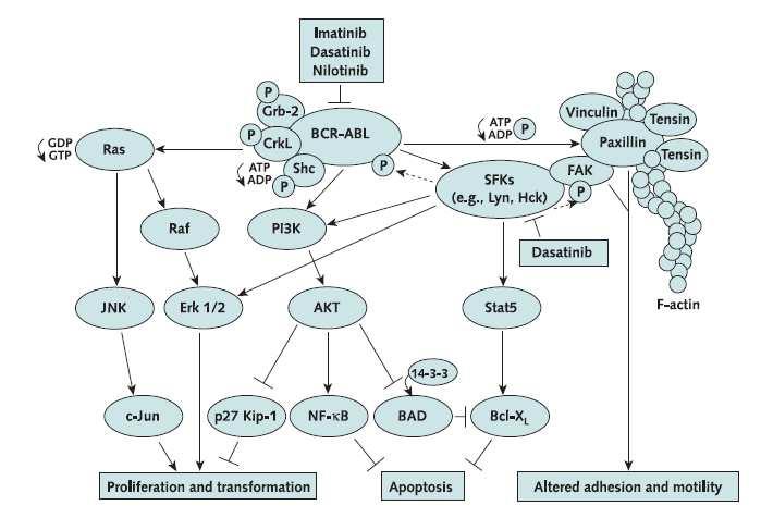 17 Figura 3: Ilustração simplificada do envolvimento BCR/ABL e Src quinases em vias de sinalização oncogênicas.