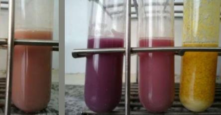 Leitura 1 2 3 4 1. Coloração pardo-avermelhada (tijolo) sem coagulação: leite normal (14-18 D); 2. Coloração violeta: leite alcalino; 3.