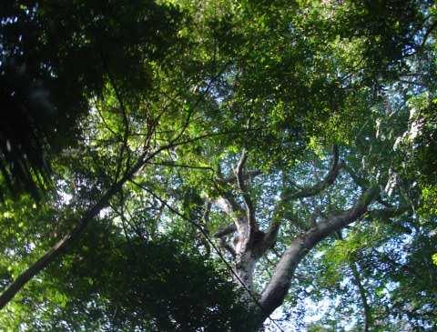 Perfil Extrativismo 34 milhões de hectares de florestas públicas destinadas