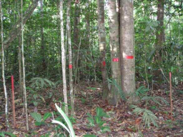 A produção de madeira Florestas Naturais Florestas públicas passíveis de concessão: suficientes para suprir a capacidade instalada das indústrias.