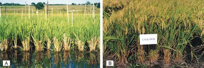 Emprego de espécies silvestres no melhoramento genético vegetal... contribuindo para um aumento de TNR e PNR eram provenientes de O. glumaepatula.