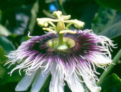 recuperem rapidamente após o período favorável à doença. Foto: Nilton Junqueira Figura 3. Flor de P.