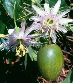 Maracujá: germoplasma e melhoramento genético Figura 5. Flor e frutos de um híbrido F1 entre P. edulis f. flavicarpa comercial x P. setacea: Observa-se que a flor branca da P.