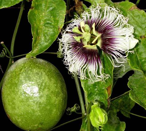 Maracujá: germoplasma e melhoramento genético Figura 8. Flor e fruto de um híbrido RC3 de P. edulis f. flavicarpa x P.