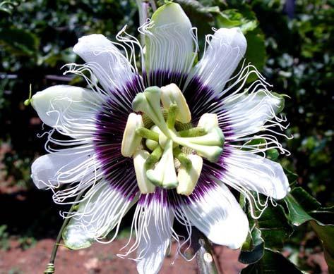 caerulea (RC1) x P. edulis f. flavicarpa: Observa-se que a flor adquiriu as mesmas tonalidades da P.