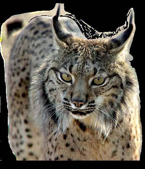 As Espécies O Lince-ibérico (Lynx pardinus) Como é? Mamífero carnívoro de médio porte, de pelagem castanho-amarelada com manchas negras e com um padrão único em cada animal.