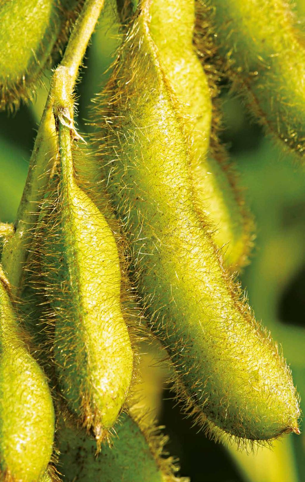 IPRO IPRO são as novas cultivares de Soja Nidera Sementes com a revolucionária tecnologia Intacta RR2 PRO.