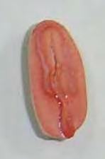 dos cotilédones e/ou endosperm não colorids (Figur 42);