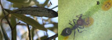 As meladas produzidas pela cochonilha-negra, para além dos fungos, podem servir de alimento a outros insetos como por exemplo as formigas (Figura 2.2).
