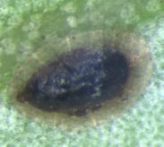 2.1.6. Principais parasitoides Coccophagus lycimnia (Walker) pertence á ordem Hymenoptera e á família Aphelinidae. Quando adultos apresentam uma cor escura.