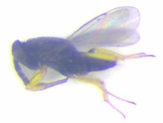 As cochonilhas quando parasitadas por este parasitóide, identificam-se facilmente, porque apresentam uma tonalidade escura (Figura 2.5). O macho de C.
