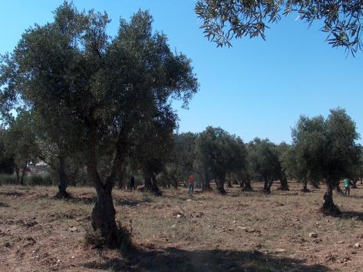 Não se procedeu ao registo das variedades de oliveira uma vez que não é tarefa fácil nos períodos em que decorreram as amostragens, mas na sua maioria os olivais eram constituídos por uma mistura de