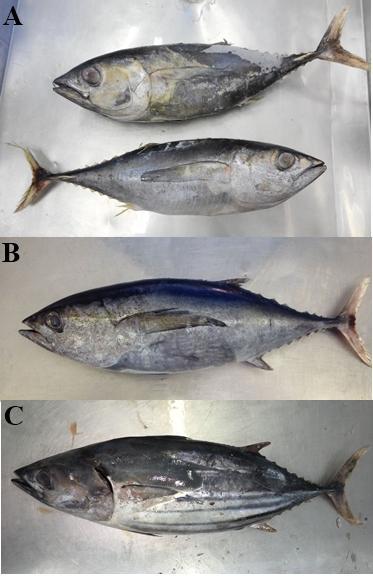 28 Figura 4 Amostras de espécies de atum Thunnus albacares ( Yellowfin, A) e Tunnus atlanticus ( Blackfin, B) e da espécie de bonito Katsuwonus pelamis (''Skipjack'', C). Fonte: GDC/2017.