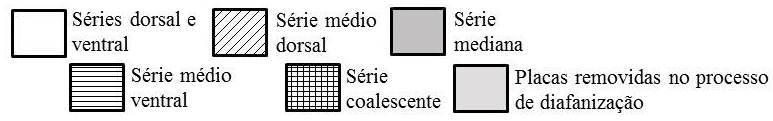 Nomenclatura e contagens de placas do corpo seguiram Schaefer (1997), exceto contagem das placas laterais que seguiram Ingenito et al. (2008).