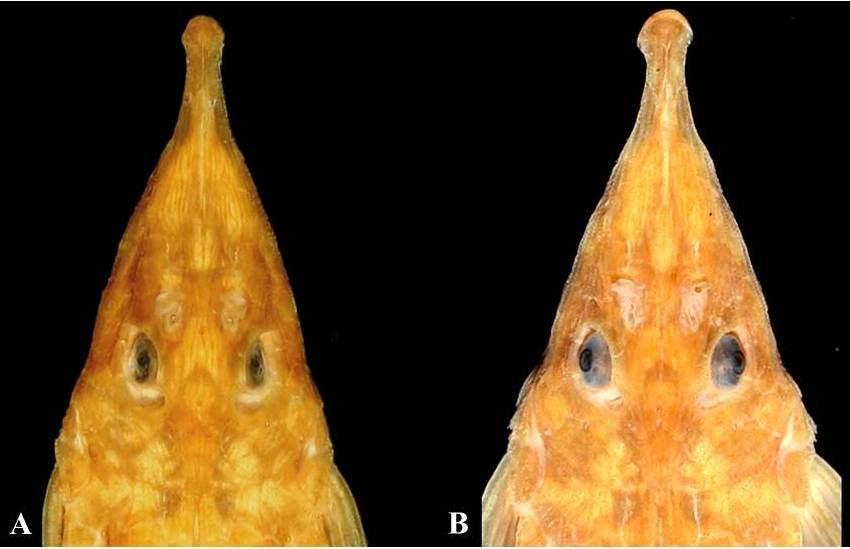 Fig. 5. Vista dorsal da cabeça de Hemiodontichthys sp.