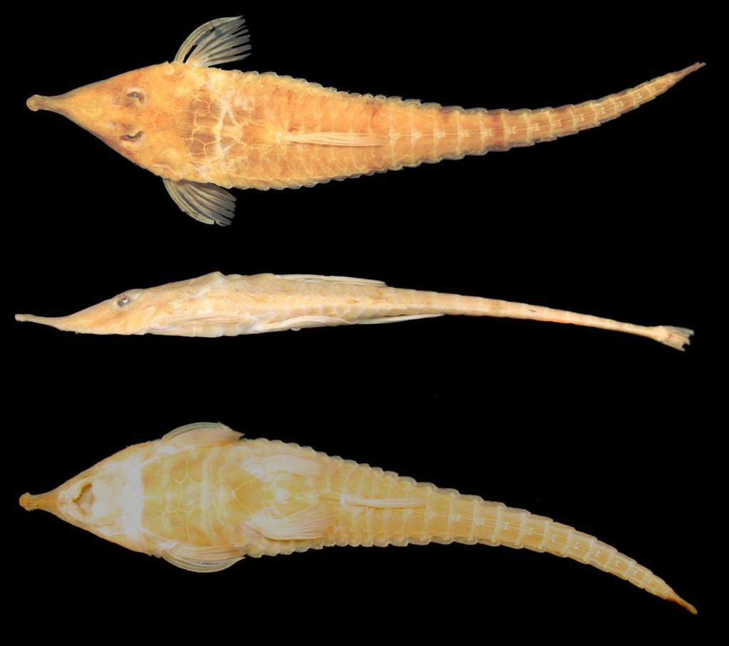 machos de Hemiodontichthys sp. Peru1 e Hemiodontichthys sp. Tocantins pela distância peitoral-pélvica, 15.0-16.3% CP (vs. 14.2-14.7% CP e 13.8-14.
