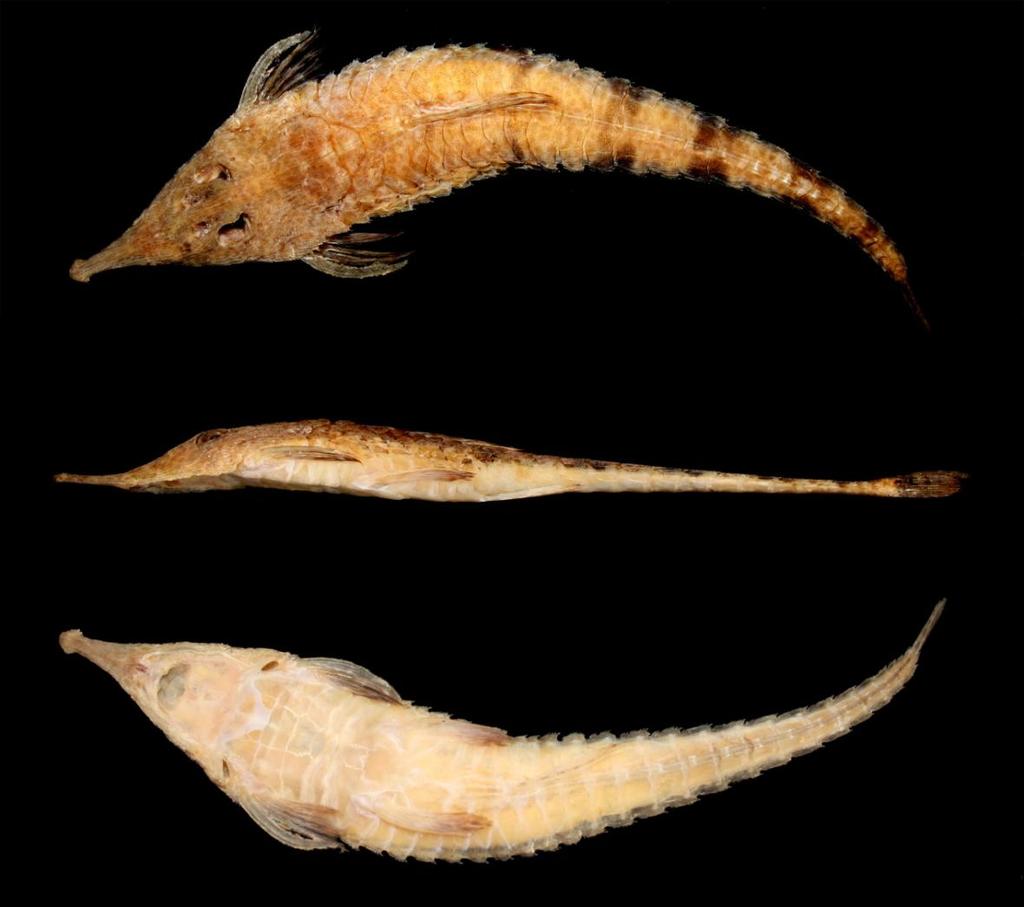 Fig. 9. Hemiodontichthys acipenserinus, MPEG 220824, 124.9 mm CP, fêmea. Exemplar com coloração melhor preservada. Vistas dorsal (A), lateral (B) e ventral (C). Descrição.