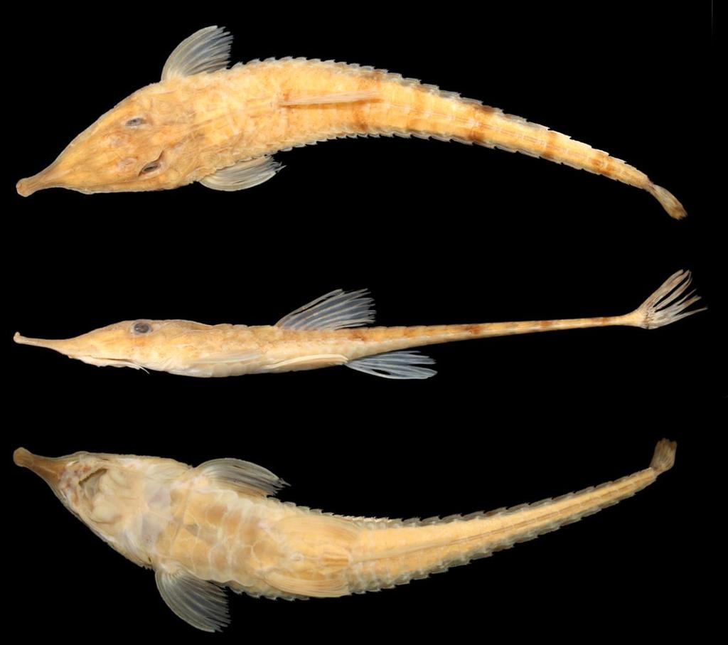 Fig. 13. Hemiodontichthys sp. Peru1, MZUSP 15307, 106.4 mm CP, holótipo, macho. Vistas dorsal (A), lateral (B) e ventral (C). Descrição. Dados morfométricos apresentados na Tabela 2.