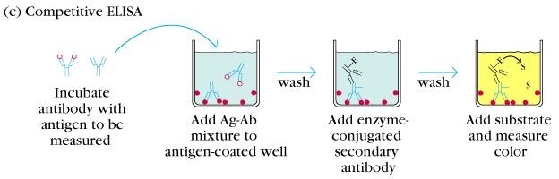 Figura 1: Esquema representativo de ensaios competitivos (Fonte: Kuby Immunology, 4th ed. (W. H. Freeman and Company, 2000),