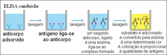 Nestes ensaios o segundo anticorpo só se liga ao antigénio se já estiver formado o complexo anticorpo (em fase sólida) antigénio.