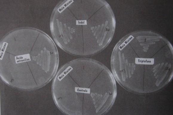 Meios quimicamente definidos são utilizados para determinar as necessidades nutricionais Até 1880 os microrganismos eram cultivados em meios líquidos.