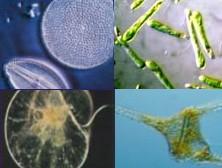 Ao contrário dos meios para bactérias e fungos, existem poucos meios prontos para algas.