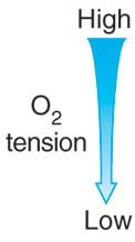 Efeito do oxigênio no crescimento microbiano Durante as reações de redução do O2 são formados
