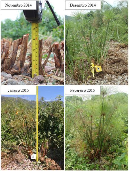 Figura 3 Foto do crescimento e identificação das macrófitas ao longo do período de estudo. Fonte: Pesquisa de campo (2015).