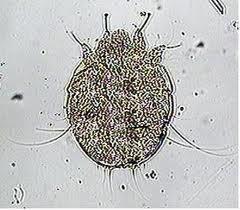 O Presença de ixodídeos Hemograma: Vg: 30 (34-40) Hb: 10 (9.