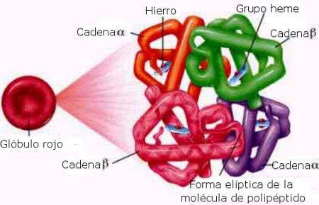 Eritropoiese Metabolismo do ferro -Absorção -Circulação