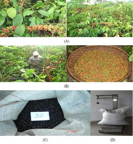 Figura 2 - Processos de obtenção da variável CM: (A) estágio de maturação dos frutos para colheita; (B) colheita manual com derriça em peneira; (C) identificação das amostras; (D) Pesagem das