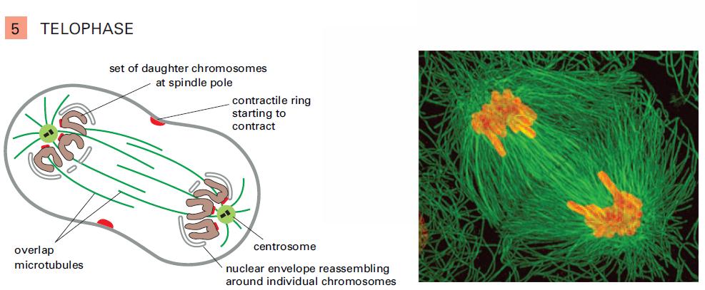 Fase M: telófase Cromossomos chegam aos polos do fuso Anel contrá,l