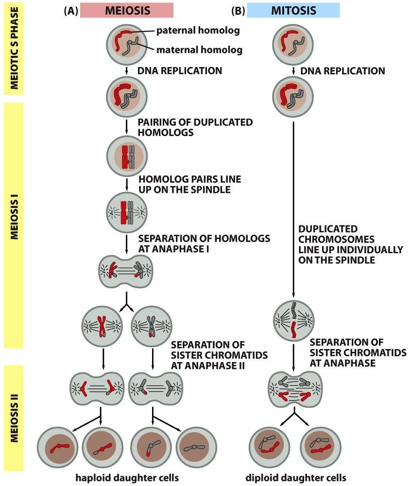 Meiose Meiose II ü Não ocorre duplicação de