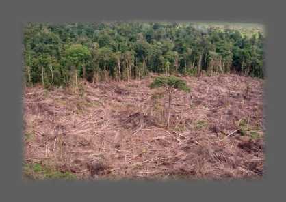 Problemas Decorrentes da Produção e do Consumo Degradação e exaurimento dos recursos naturais.