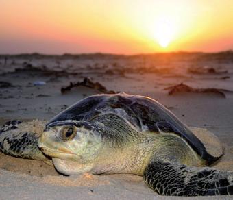 Lepidochelys olivacea tem distribuição circunglobal.