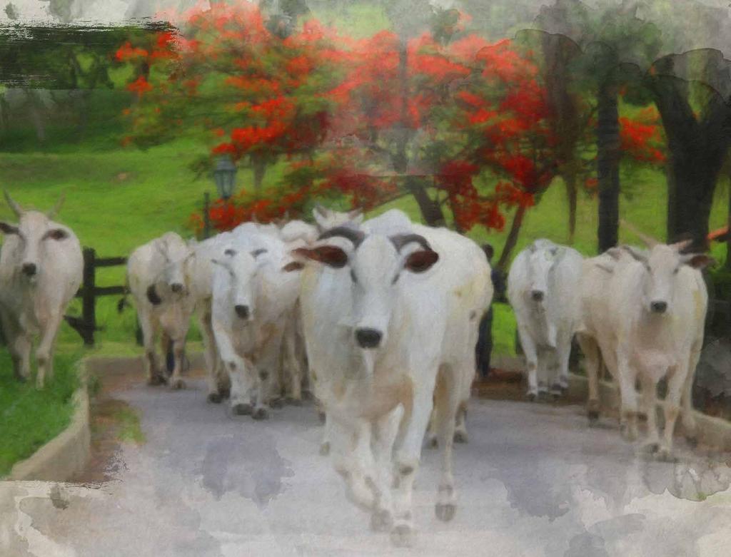 ANIMAL CRL Agropecuária - Thiago Lopes/ Fazenda do Sabiá BELA VISTA FIV CRL KAYAK TE MAFRA x PRADA TE DA