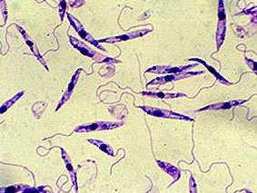 chromosomes: 71 Genomas Seqeunciados- Protozoarios - Kinetoplastos 5: Theileria