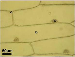 4 Cortar o bulbo da cebola em quatro partes; Separar duas das escamas carnosas que formam o bulbo e, com a ajuda da pinça, retirar a epiderme que recobre a parte côncava que ficou descoberta;