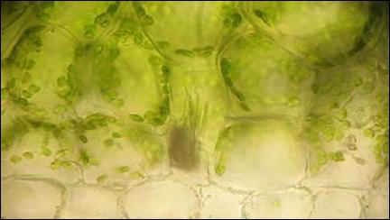 5 Protocolo IV Célula Eucariota Vegetal Objetivo do protocolo: Observação de cloroplastos. Ramos de Elodea; Microscópios; Pinças; Agulhas de dissecação; Água destilada.