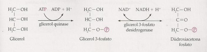 O glicerol é liberado e transportado livremente pelo sangue até o fígado, onde pode ser utilizado na gliconeogênese ou servir como intermediário da glicólise, na forma de gliceraldeido-3-fosfato.