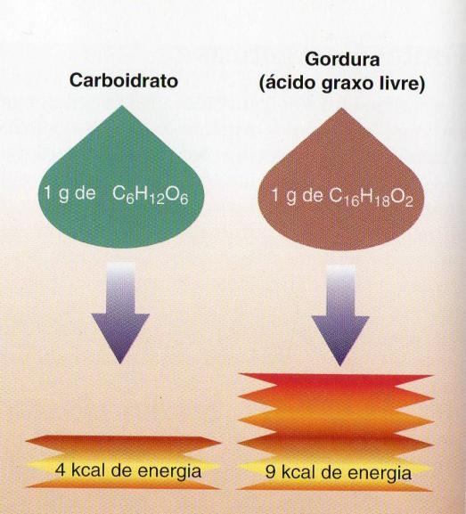 Gorduras Gordura: C 57 H 110 O 6 - Ácido graxos livres: C 16 H 18 O 2 Gorduras simples (neutras): Triglicerídeos ou triacilgliceróis Repouso = Estocadas no tecido